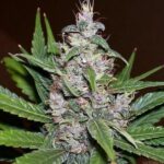 marijuana-seeds-buy-best-usa-thc-cannabis