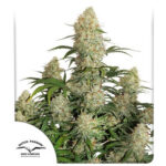 critical-orange-punch-feminized-seeds