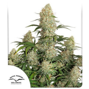 critical-orange-punch-feminized-seeds