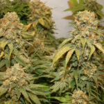 banana-blaze-autoflower-cannabis-seeds-strain-usa-1seeds