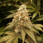 banana-blaze-autoflower-cannabis-seeds-strain-usa-1seeds-marijuana