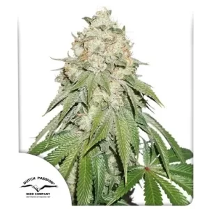 banana-blaze-autoflower-cannabis-seeds-strain-usa-1seeds-marijuana