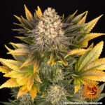 banana-punch-feminized-strain-seeds-cannabis-single-usa-buy