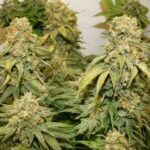 banana-punch-feminized-marijuana-seeds-strain-usa-cannabis-1seeds