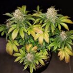 banana-punch-feminized-marijuana-seeds-strain-single-usa-buy