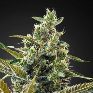 marijuana-seeds-buy-best-usa-thc-cannabis