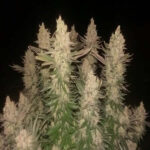 black-sugar-feminized-strain-seeds-marijuana-usa-1seeds