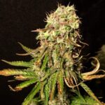 black-sugar-feminized-strain-seeds-marijuana-usa-1seeds