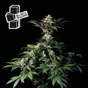 black-sugar-feminized-strain-seeds-marijuana-usa-1seeds