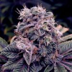 marijuana-seeds-best-usa-cannabis