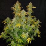 blue-dream-autoflower-cannabis-seeds-strain-usa