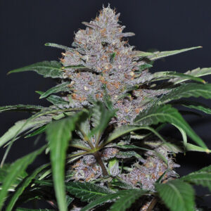 blue-dream-autoflower-marijuana-seeds-strain-usa
