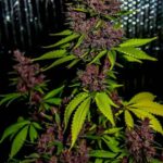 marijuana-seeds-buy-best-usa-thc-cannabis