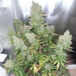 blueberry-feminized-seeds-strain-cannabis-marijuana-usa