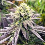 blueberry-feminized-marijuana-seeds-strain-single-usa-buy