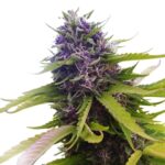 blueberry-feminized-marijuana-seeds-strain-single-usa-buy