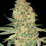 bruce-banner-feminized-seeds