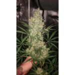 bruce-banner-feminized-marijuana-seeds-buy-best-usa-thc-cannabis