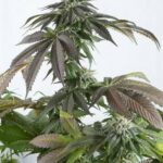 bubba-kush-feminized-marijuana-seeds-buy-best-usa-thc-cannabis