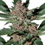 bubba-kush-marijuana-seeds-strain-buy-usa-thc-cannabis