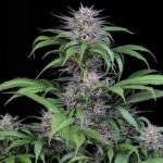 bubba-kush-marijuana-seeds-strain-buy-usa-thc-cannabis