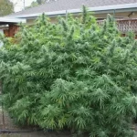 bubba-kush-strain-feminized-seeds-cannabis-buy-single