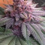 bubba-kush-strain-feminized-seeds-cannabis-buy-single