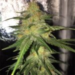 bubble-gum-marijuana-feminized-seeds-usa-cannabis-buy