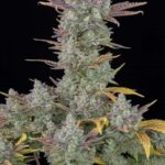 gorilla-cookies-feminized-1seeds