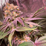 grandaddy-purple-feminized-marijuana-seeds-buy-1seeds-usa