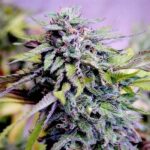 buy-grandaddy-purple-feminized-seeds-cannabis-usa-1seeds