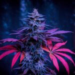 buy-grandaddy-purple-feminized-seeds-cannabis-usa-1seeds