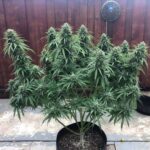 hawaii-maui-waui-autoflower-seeds-cannabis-1seeds-usa-buy