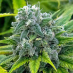 hawaii-maui-waui-autoflower-cannabis-seeds-1seeds-usa-buy