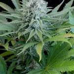 l.a.-peyote-kush-feminized-seeds-cannabis-1seeds-buy