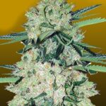 nyc-diesel-autoflower-seeds-marijuana-seeds-buy-usa-1seeds
