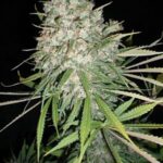 nyc-diesel-autoflower-seeds-marijuana-seeds-buy-usa-1seeds