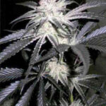 buy-peyote-gorilla-feminized-seeds-cannabis-usa-1seeds