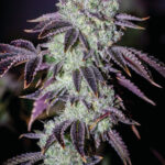 purple-punch-feminized-cannabis-usa-1seeds-buy