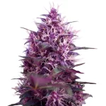 red-poison-autoflower-seeds-cannabis-1seeds-usa-buy