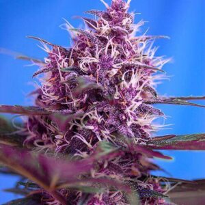 red-poison-autoflower-seeds-cannabis-1seeds-usa-buy-strain