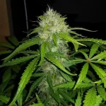 buy-royal-dwarf-autoflower-seeds-cannabis-1seeds-usa