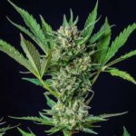 buy-royal-dwarf-autoflower-seeds-cannabis-1seeds-usa