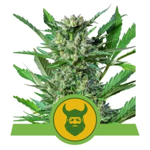royal-dwarf-autoflower-seeds-cannabis-1seeds-usa-buy