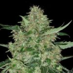 super-skunk-feminized-cannabis-seeds-1seed-usa-buy