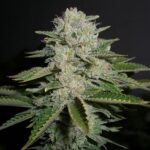 sour-diesel-feminized-seeds-cannabis-1seeds-usa-buy