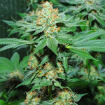 buy-super-skunk-feminized-seeds-cannabis-1seeds-usa