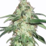 super-skunk-feminized-cannabis-seeds-1seed-usa-buy