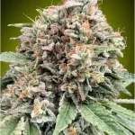 sweet-critical-2.0-feminized-seeds-cannabis-buy-1seeds