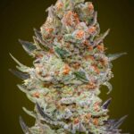 sweet-critical-2.0-feminized-seeds-cannabis-1seeds-buy